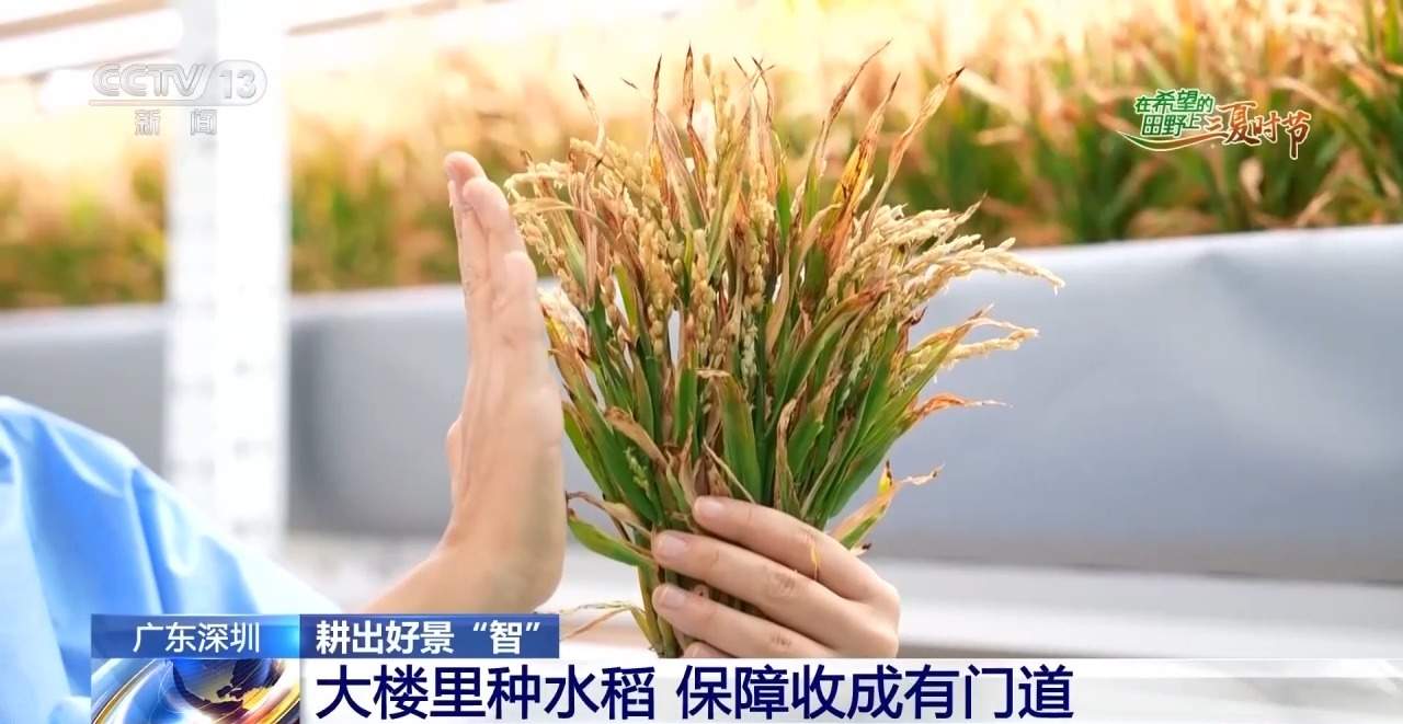 楼里种水稻，一年收四次 探访河套合作区里的室内“稻田”
