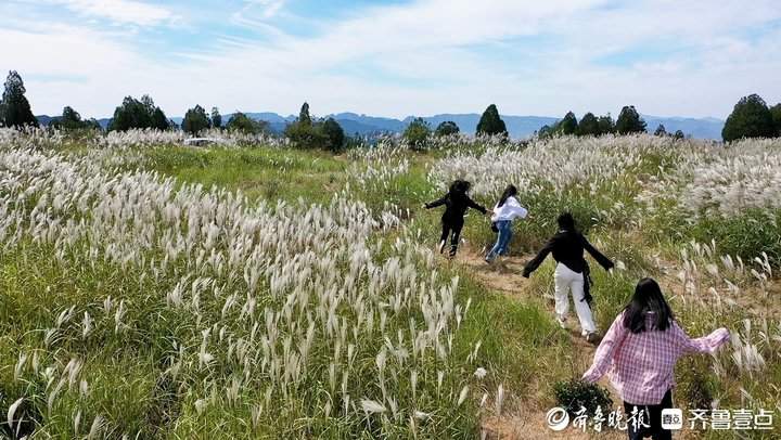 白色花海怎么拍都好看！济南丁子寨荻花已到观赏季