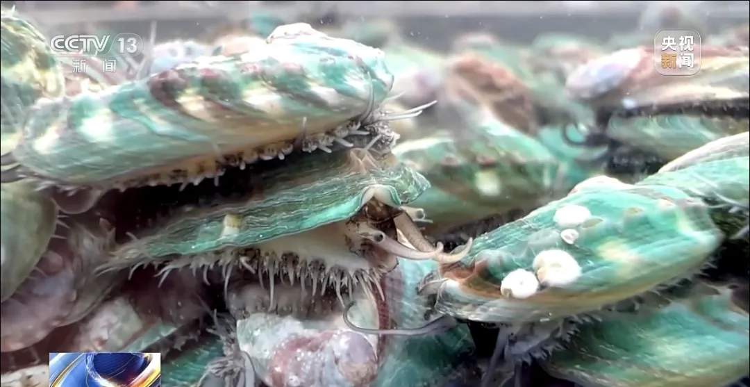 三文鱼的价格打下来了？追更《海洋牧场转场记》