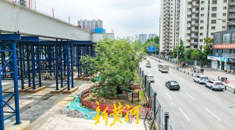 百年古树与高架相伴，守望城市新脉动