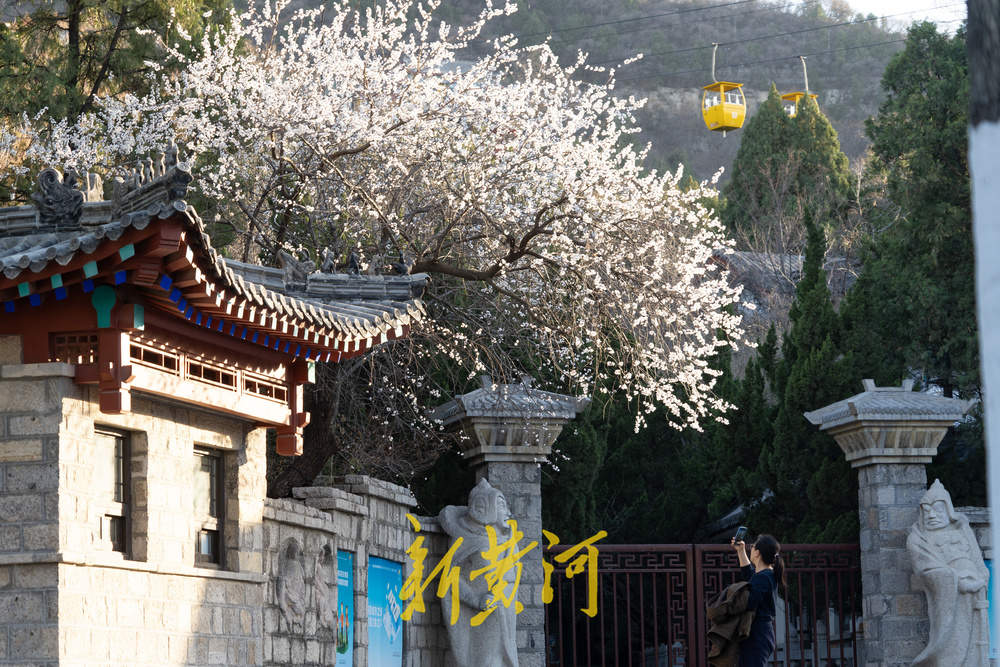 杏花飘香！春日“迷失”在千佛山的杏花林