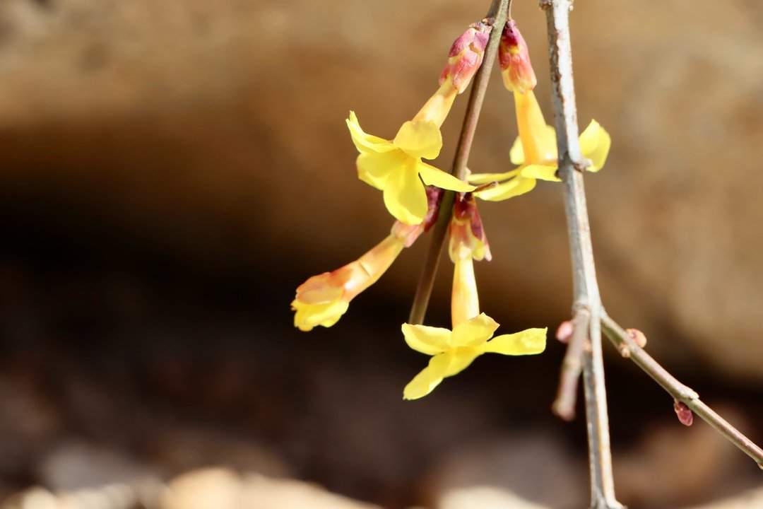 济南洪山：立春时节迎春黄