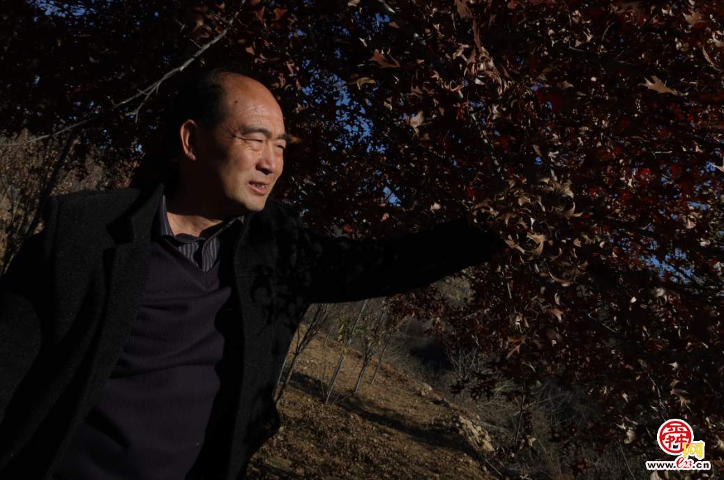 融媒·画像丨此生如橡树，风雨立青山——陈克伟的苗木人生