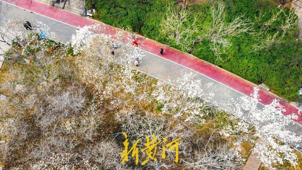 地铁站旁最近的玉兰花海，走出车站融入春景中