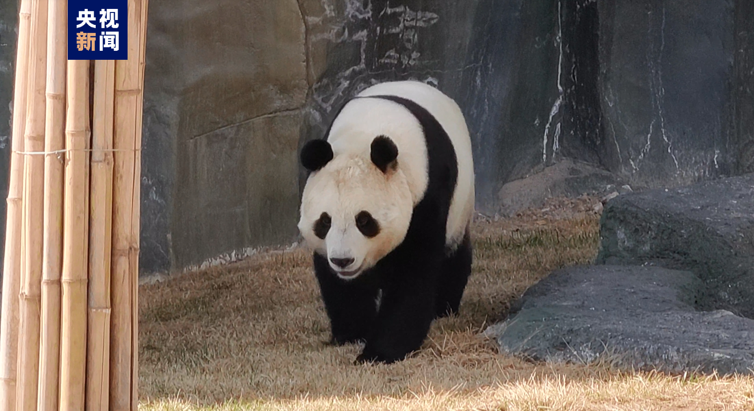 正式亮相！四只大熊猫齐聚兰州野生动物园