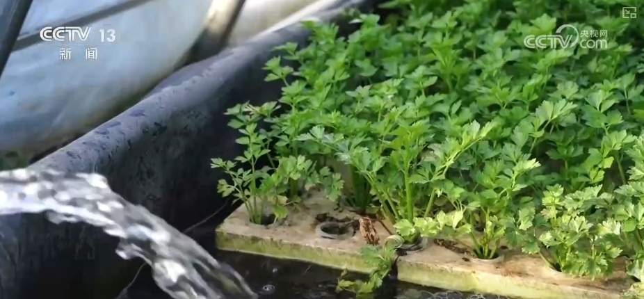 百姓“菜篮子”价优物丰四季安然 多举措有效保障春节供应