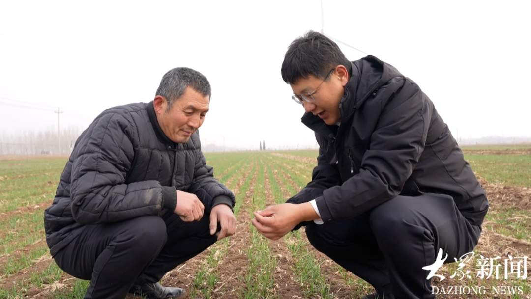 晚播麦也能逆势丰产！扎根齐鲁麦田的农业科技，托起千斤收成