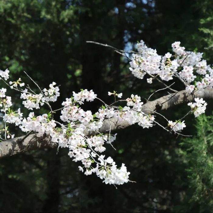 一城春色半城花！济南九大公园藏着这些爆款花景