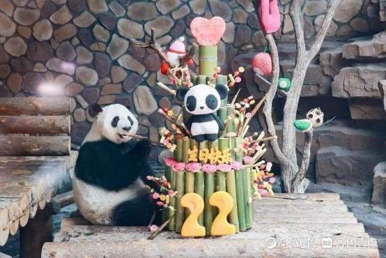 Just pampering! Panda Ya Shuang’s birthday party was full of surprises – Jinan Society – Shunwang News