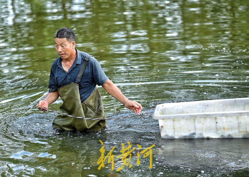 济南黄河北岸小龙虾迎丰收 高温下虾农捕捞不停歇