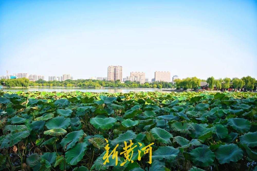 别样秋光，济南大明湖秋分荷正盛