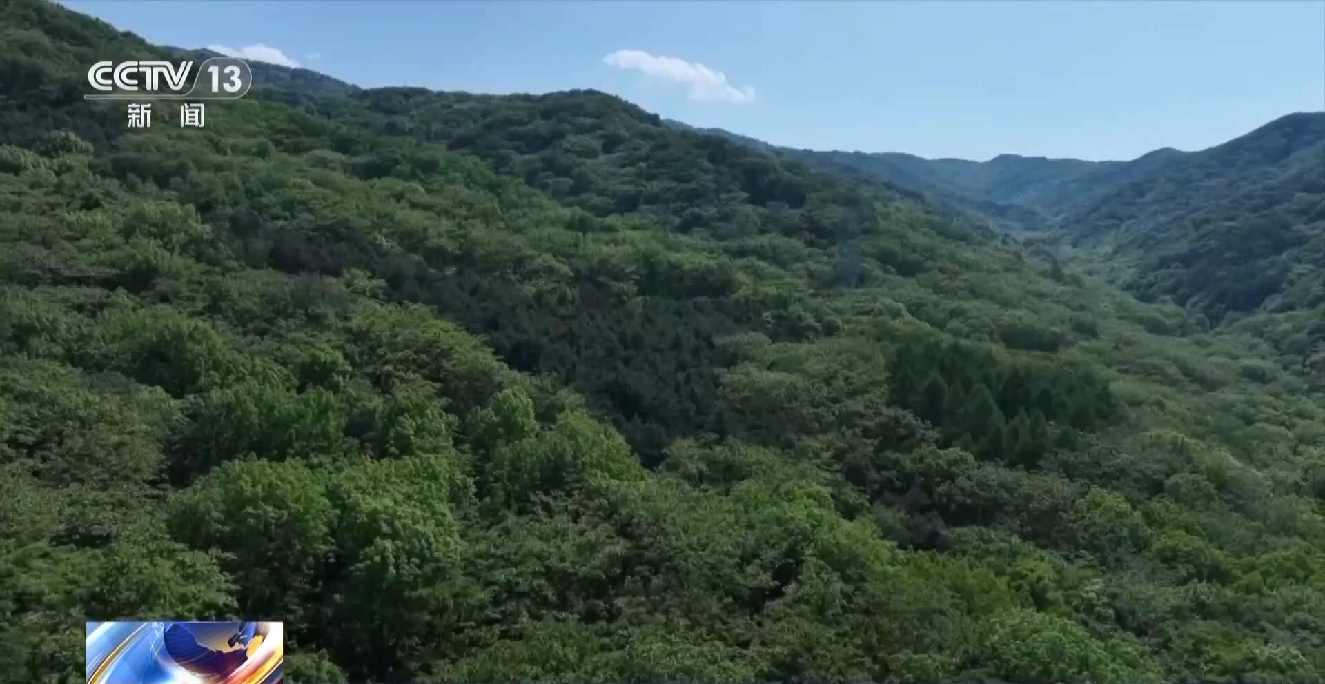 每片叶子都能查！三座巨塔就能监测整片森林