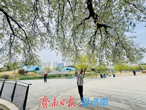 一树繁花映新城 腊河畔杜梨绽放绘春景