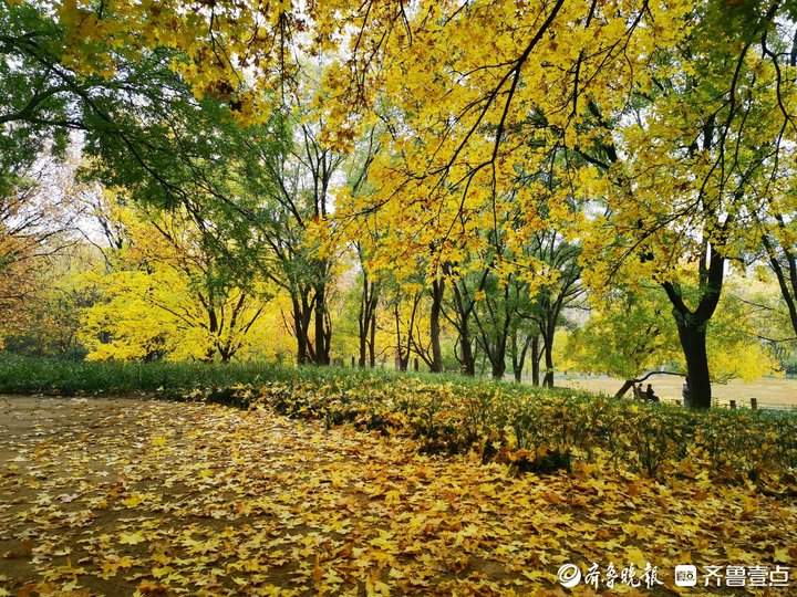 落叶纷纷，济南千佛山一片金黄