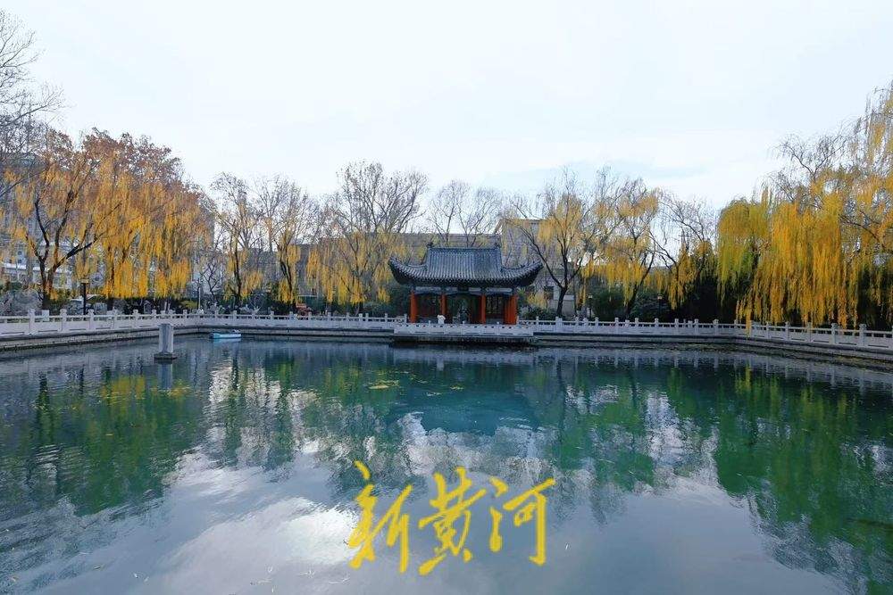 济南珍珠泉畔杨柳轻垂，尽显冬日胜景