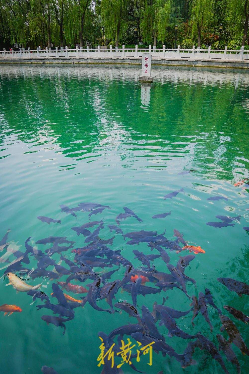 笑声与泉声交织，珍珠泉美景醉游人