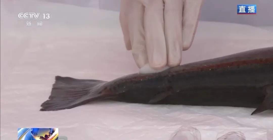 三文鱼的价格打下来了？追更《海洋牧场转场记》