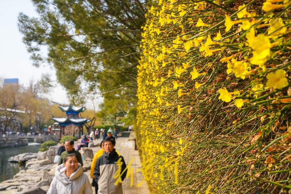 黑虎泉水位三连涨，护城河畔春意浓