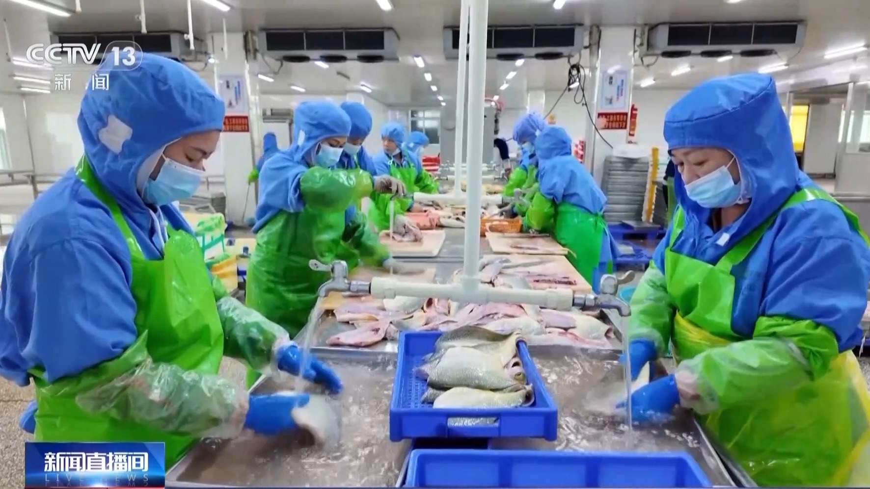 在这座海上牧场,大黄鱼住上“健身房”