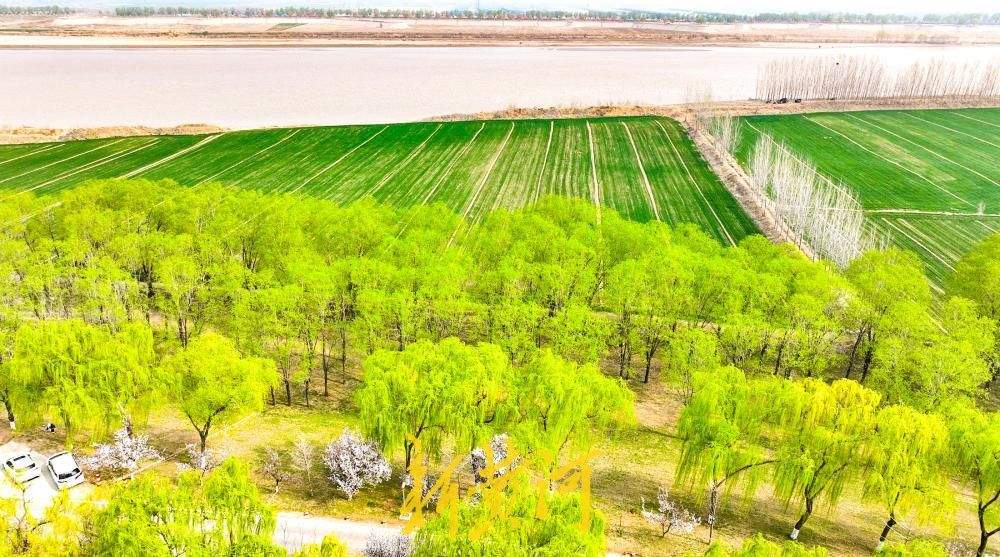 黄河岸边“春潮起” 百亩麦田伴翠柳绘就生态画卷