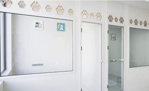 “五一”假期带火宠物寄养，济南不少门店“已满房”