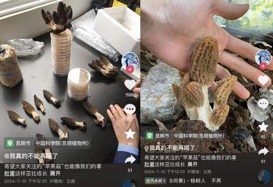 长蘑菇的苹果意外成网红,专家:这菌子能吃!