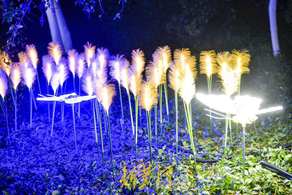 泉畔新春灯饰亮相 玫瑰花海与芦苇光影共绘泉城夜色