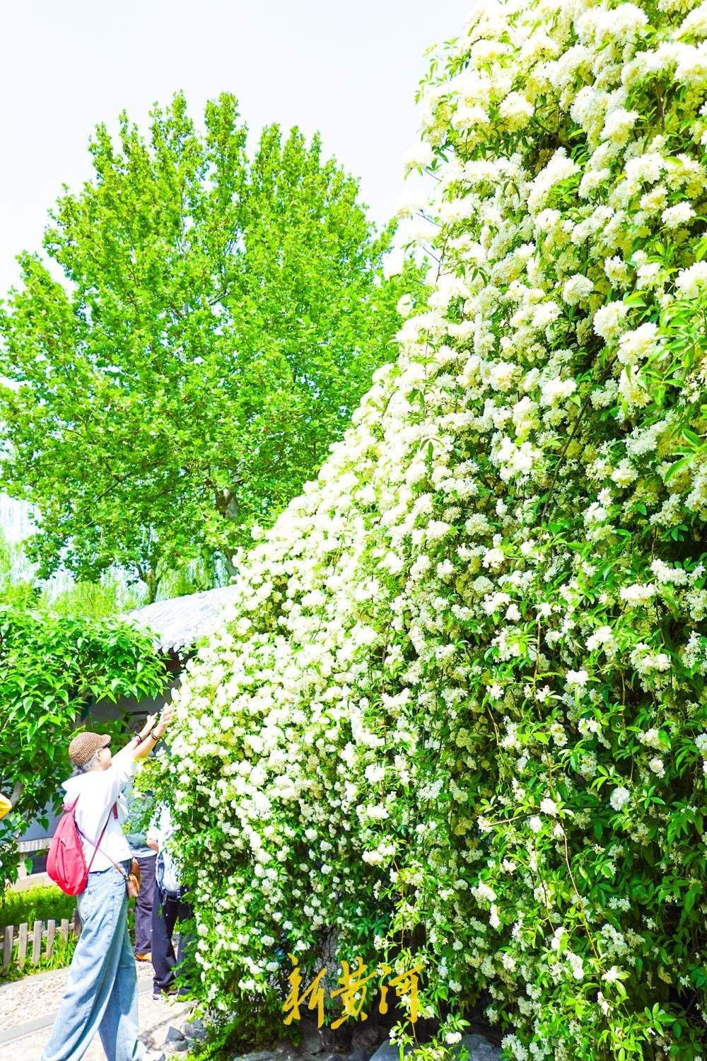 往年深藏园中飘“暗香” 今年花开如瀑成“网红”