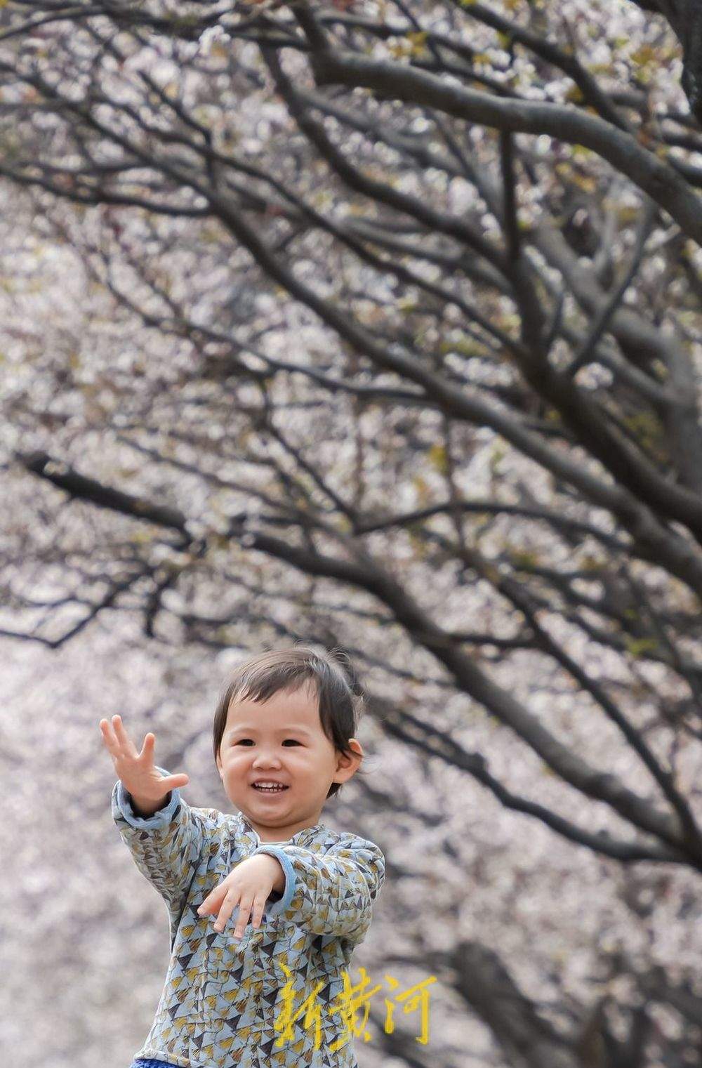 “樱花大道”繁花盛开 山师校园紫叶李竞相绽放