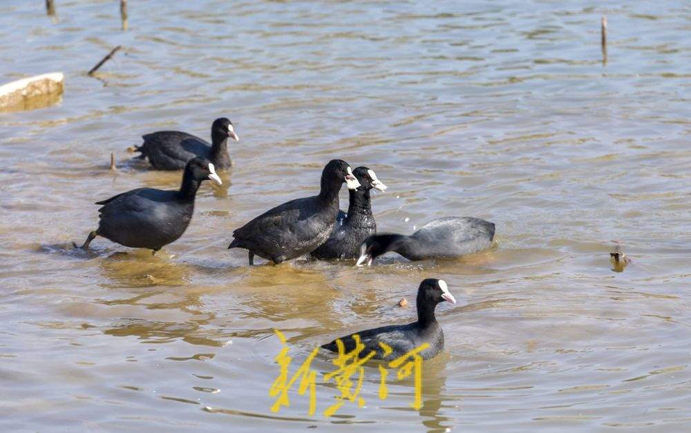 ϣƽ̤˷ɣ硰ִ