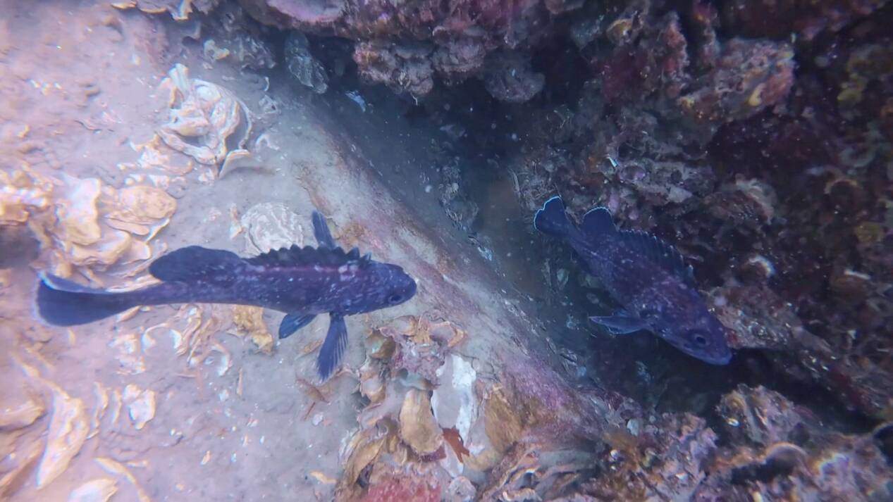 经济大省挑大梁｜种海带种成“叠叠乐” 立体生态养殖让水质优化渔民增收