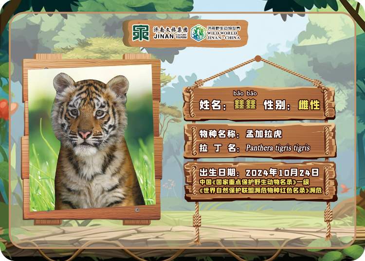 喜讯！济南野生动物世界网红孟加拉虎三胞胎有名字啦！