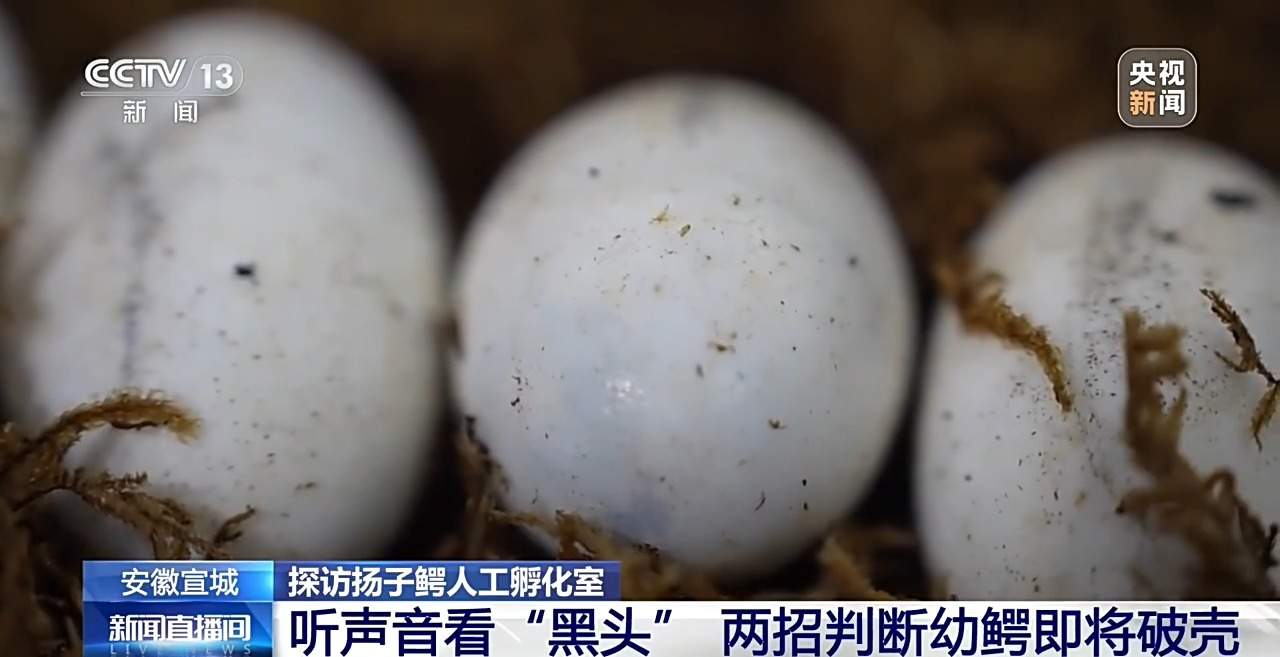 近距离看扬子鳄破壳瞬间！长江“活化石”人工孵化室大有讲究