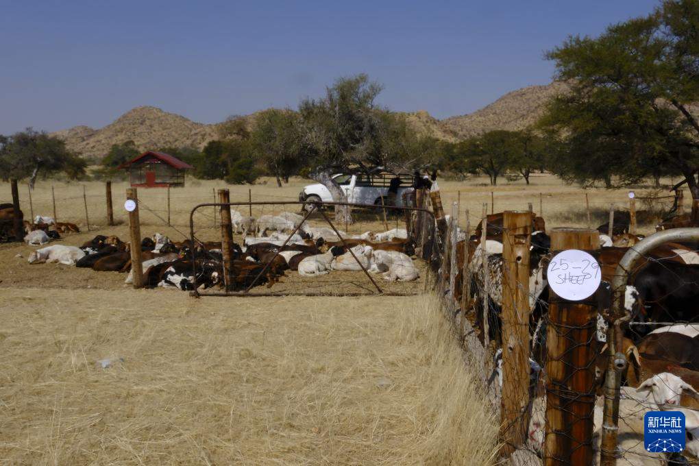 中企“希望农场”在纳米比亚播种振兴“曙光”