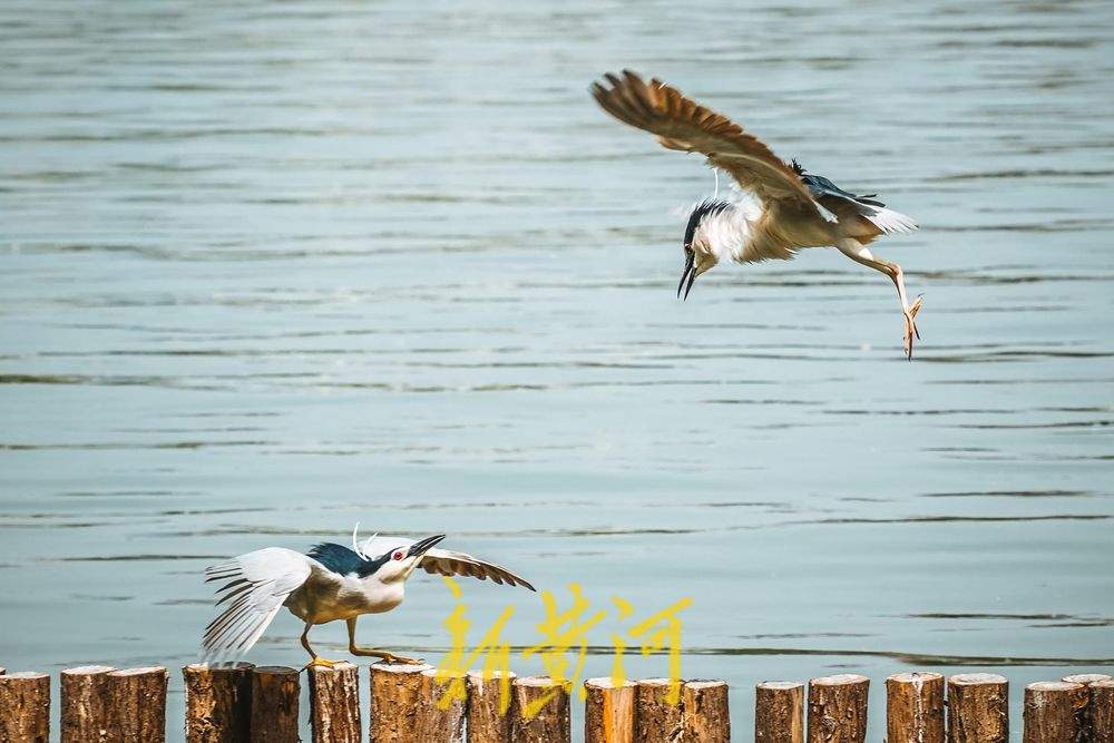 济南大明湖夜鹭翩跹，春意盎然绘就生态画卷