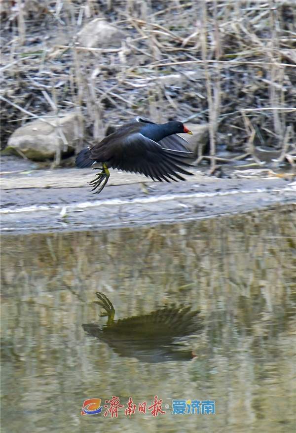 水中珍禽黑水鸡，冬日栖息济南腊山河 