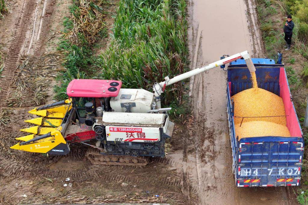 14297.5亿斤!今年粮食再获丰收