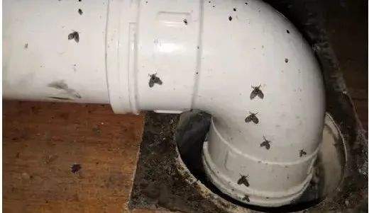 8岁娃持续呕出活虫,医生揪出元凶!可能你家也有