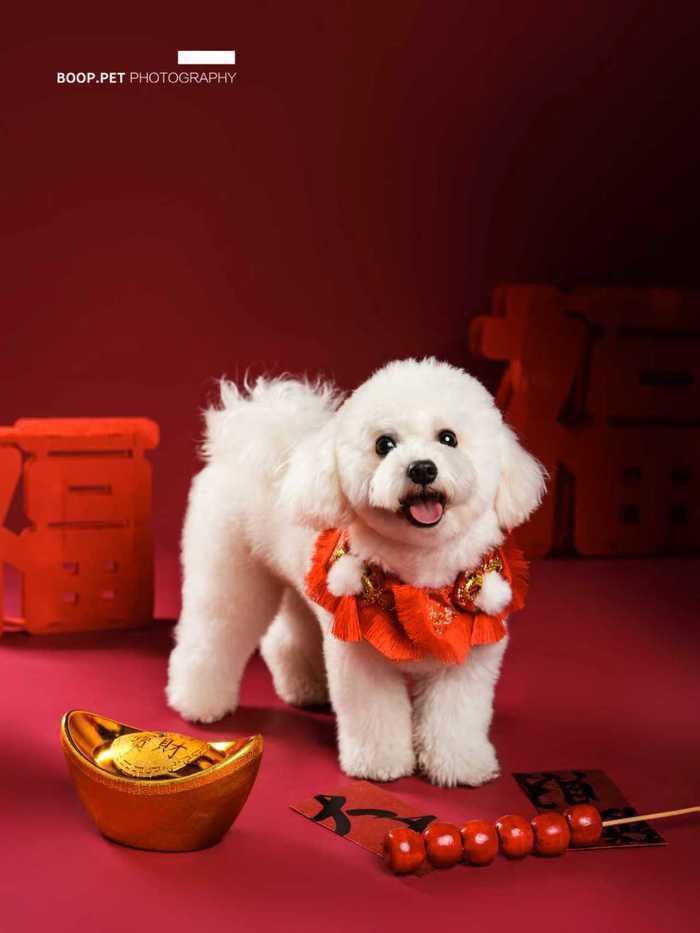 春节宠物经济火爆：美容、寄养一窝难求，上门喂养悄然兴起