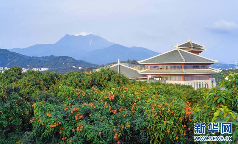 乡村振兴在行动｜荔枝树下新“三变”让岭南至味释放新甜蜜