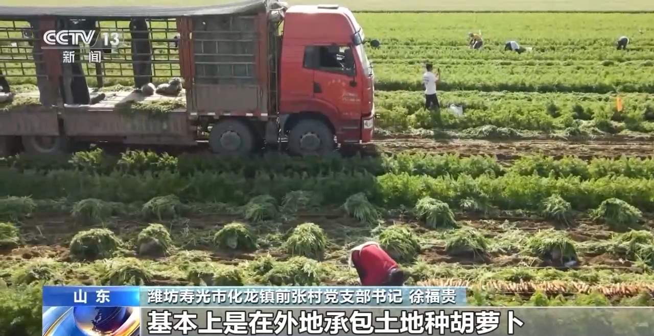 全国种，全球卖，寿光胡萝卜出圈！