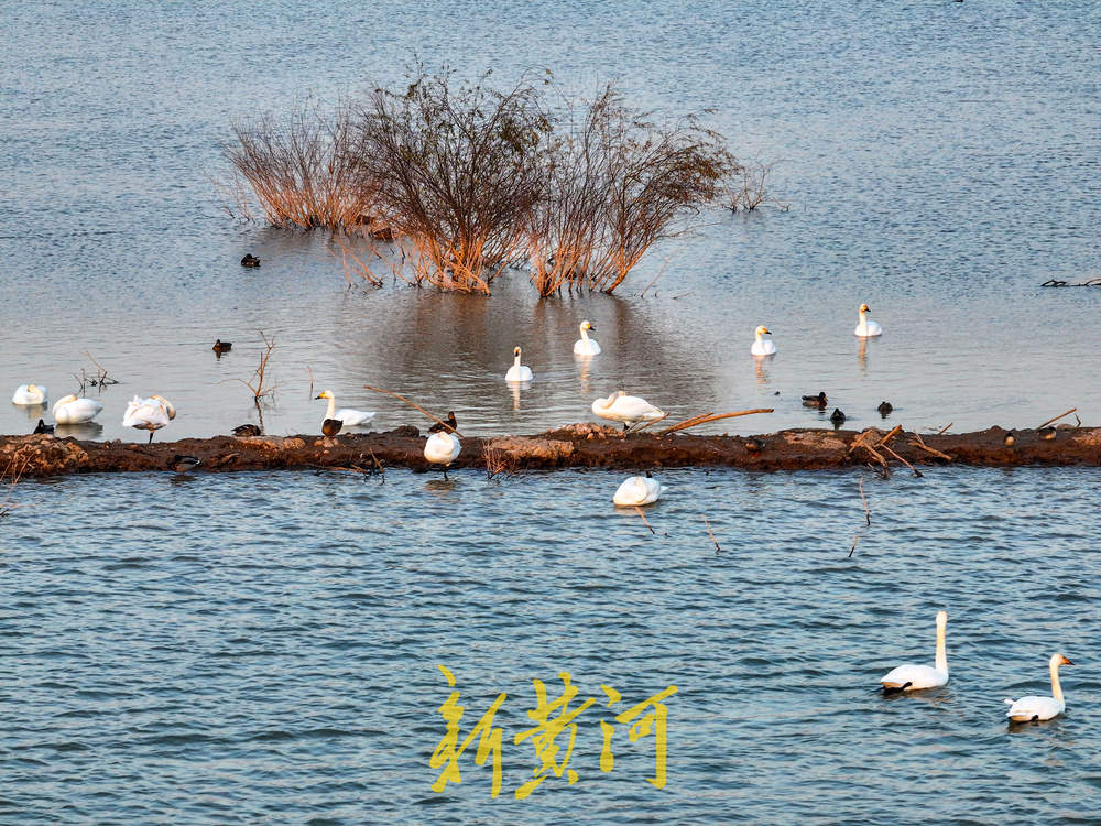 候鸟齐聚黄河岸！济南鹊山水库沉沙池变身“天鹅剧场”