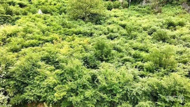 长江十年行｜水清岸绿港兴 长江上游的十年之变