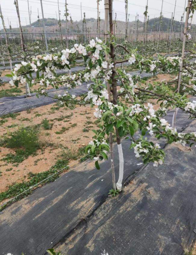 寻味之旅第四站｜烟台小田园：“生态为基” 育沃土，“匠心管理”提品质，解锁苹果“香脆甜”密码