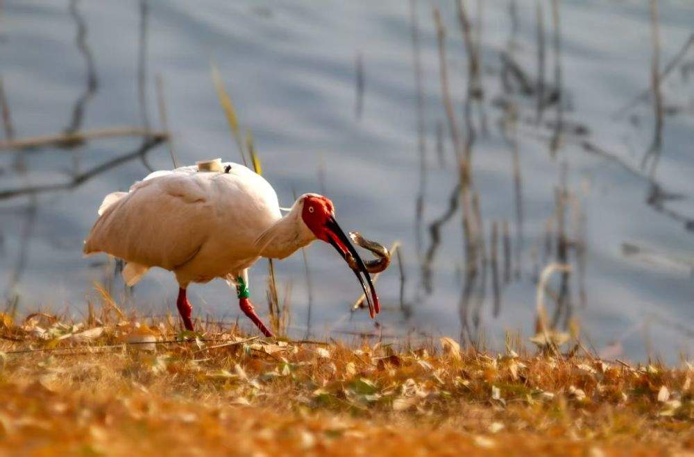 中国朱鹮野化种群迁徙创两项纪录