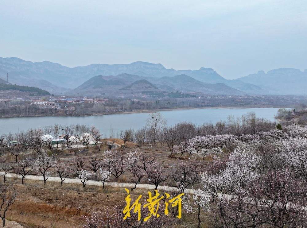 以花为名，“杏”会山野！来济南邂逅一场花间烟火