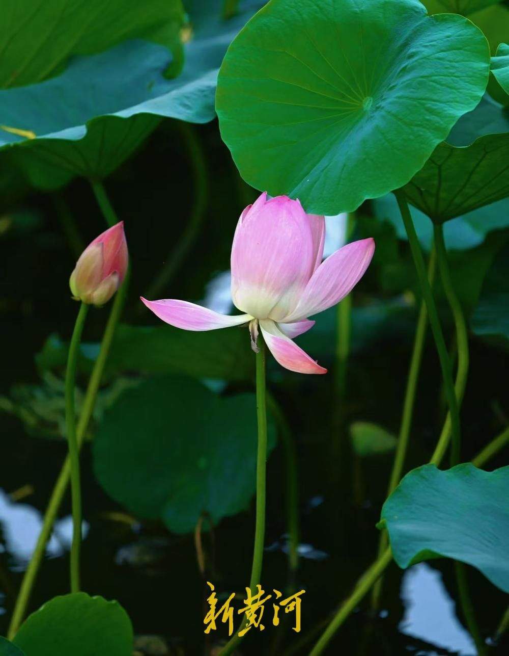 荷风驱暑气 济南大明湖藕香榭附近荷花渐次绽放