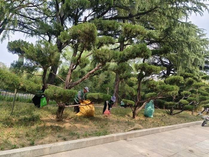 济南紫藤萝瀑布刷屏社交平台，有市民感慨“语文课本照进现实”