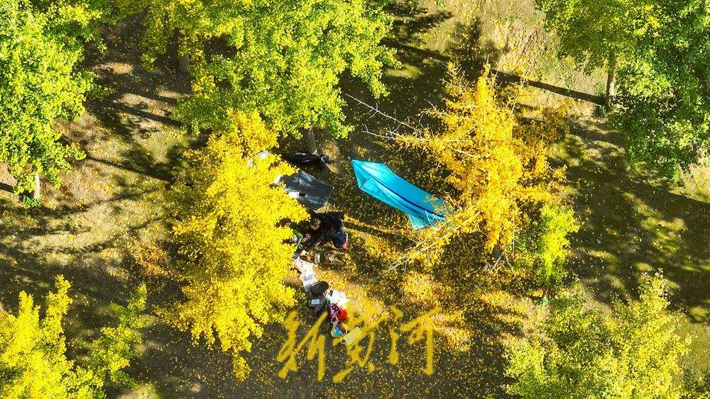 一年四季 泉在济南丨深秋百里黄河风景区，大堤戴上金绿相间的“项链”