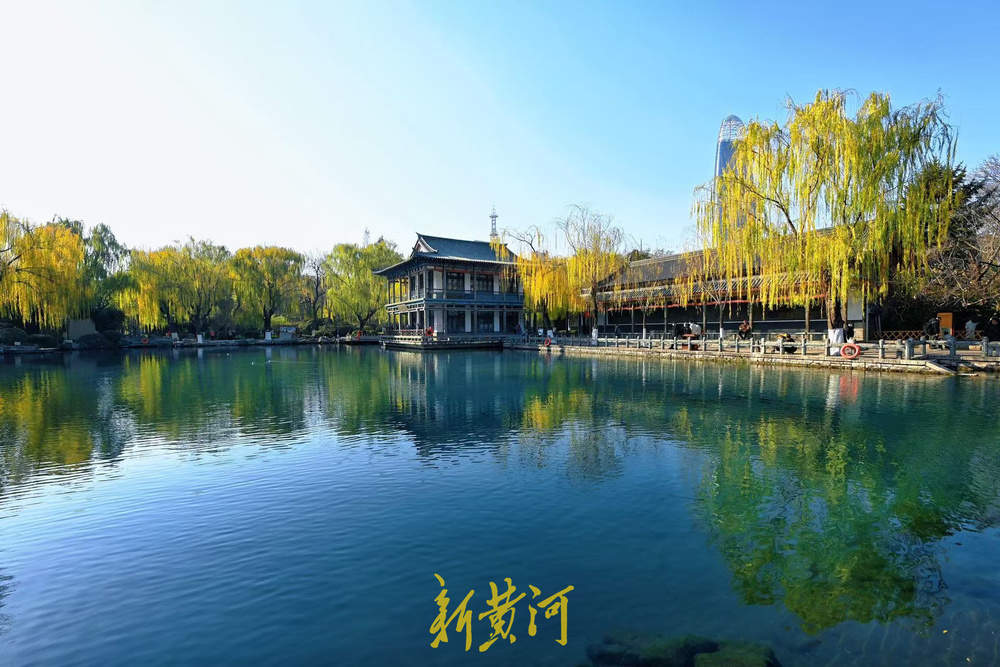 济南泉畔翠柳披“金”绘就冬日美景